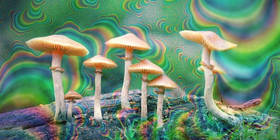 Tolerance to magic mushrooms